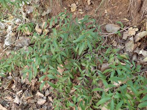 Image of Oregon boxleaf