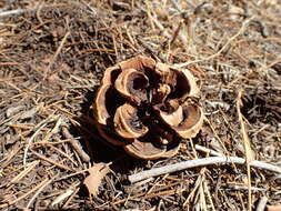 Image of singleleaf pinyon