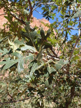 Image of Gambel Oak