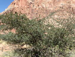 Image of Gambel Oak