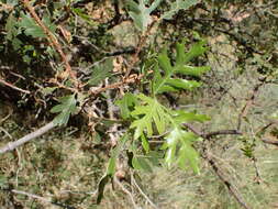 Image of Gambel Oak