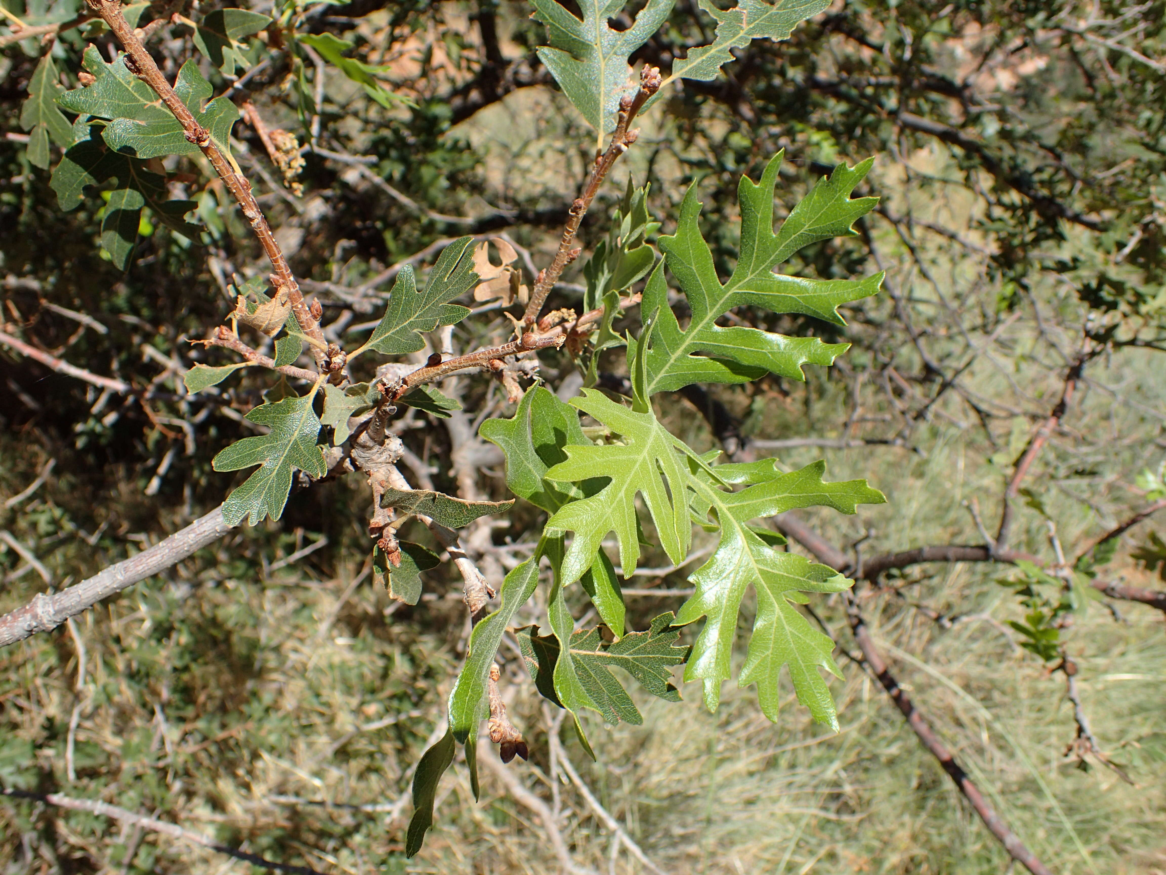 Image of Gambel Oak