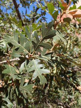 Image of Gambel Oak