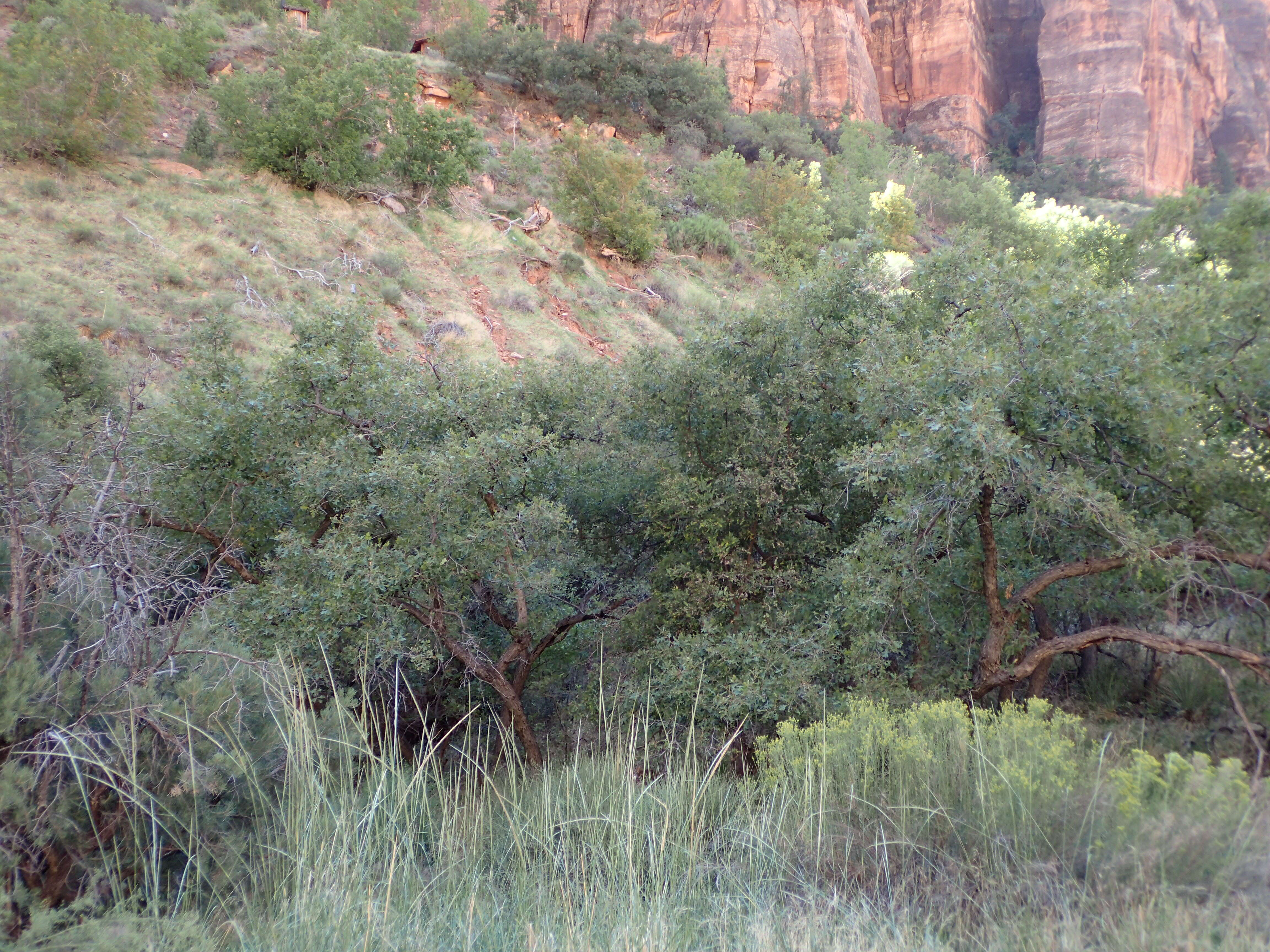 Image of Gambel Oak