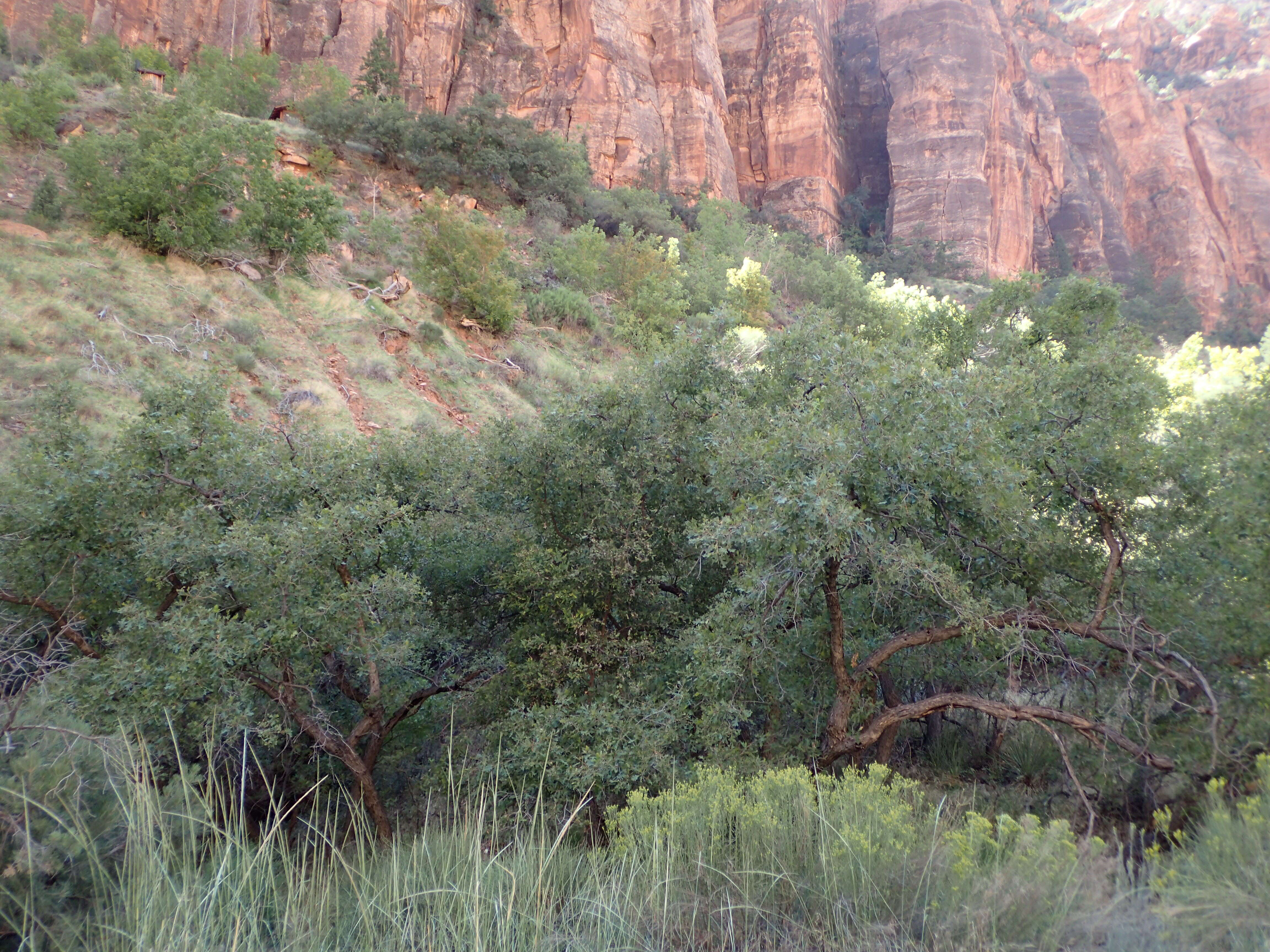 Image of Gambel Oak