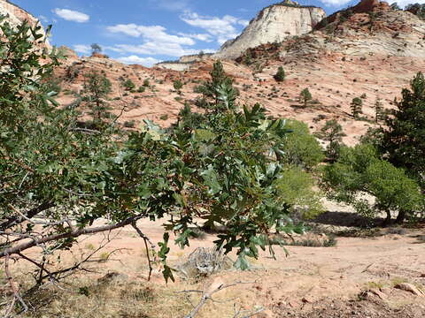 Image of Gambel Oak