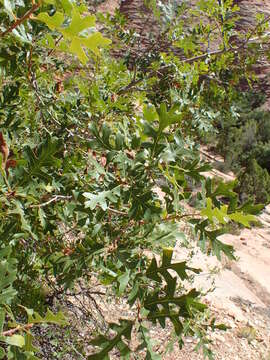 Image of Gambel Oak