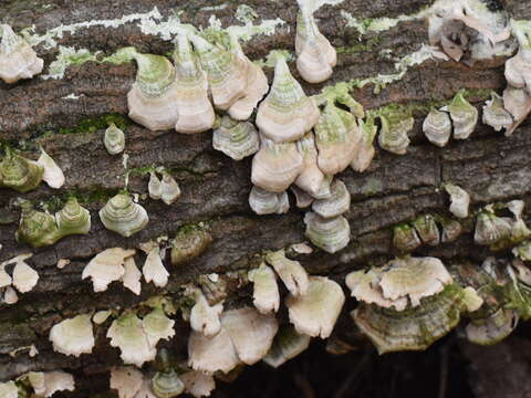 Image of Trichaptum biforme (Fr.) Ryvarden 1972