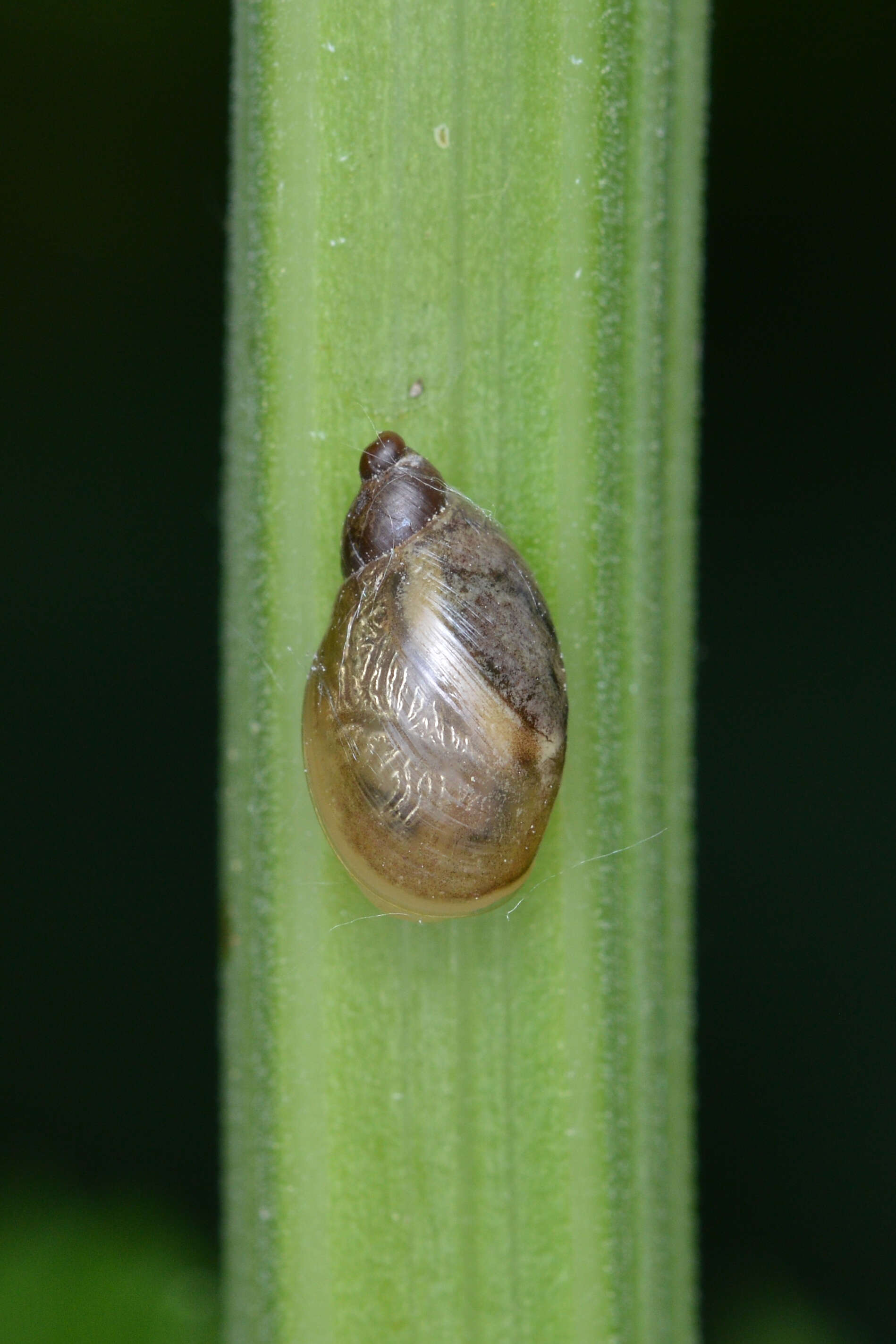 Image of amber snail