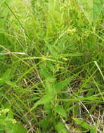 Image of nettleleaf noseburn