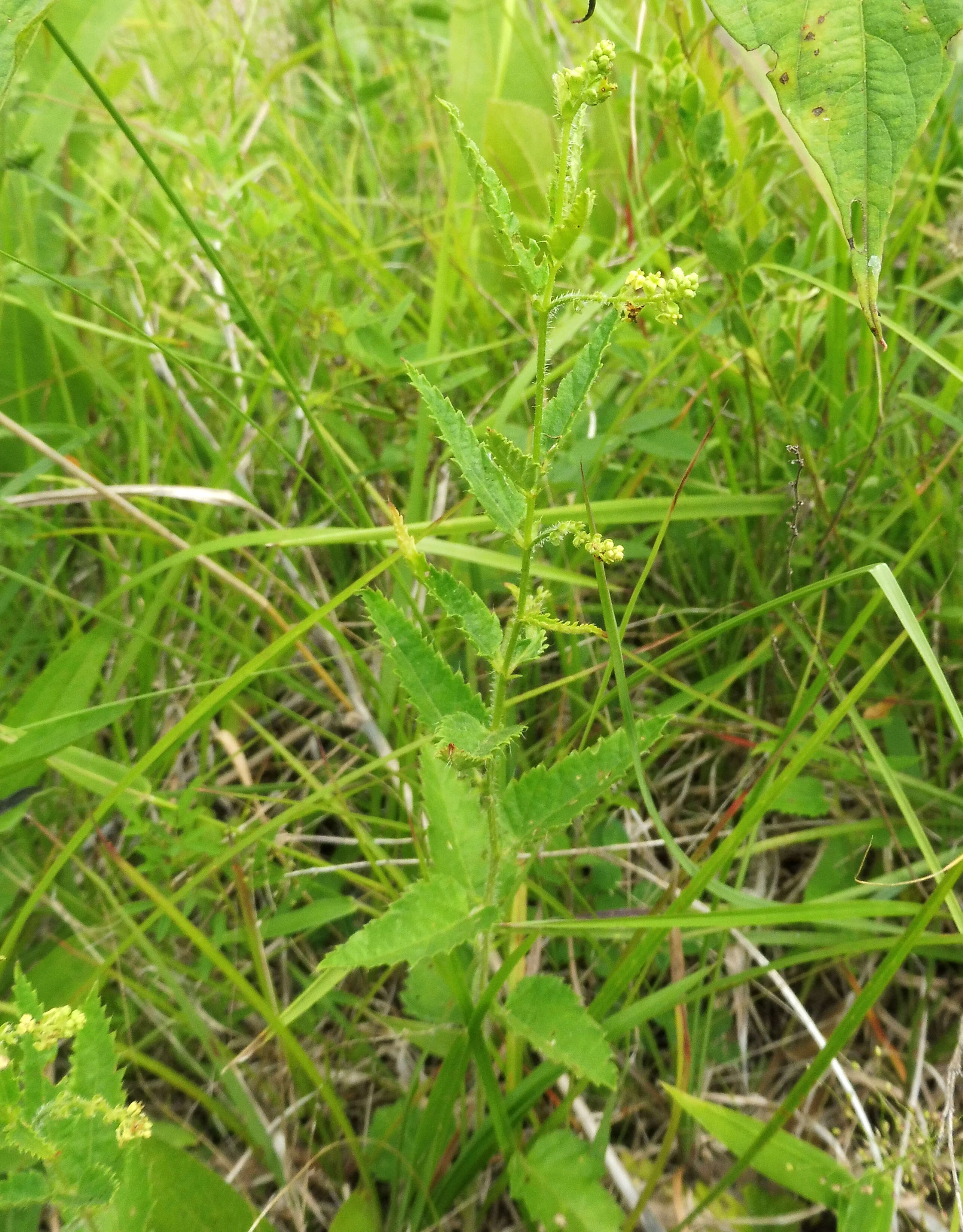 Image of nettleleaf noseburn