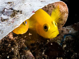 Image of Yellow clown goby