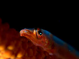 Image of Whip coral goby