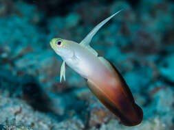 Image of Fire Dartfish