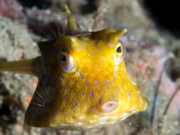 Image of Shorthorn cowfish