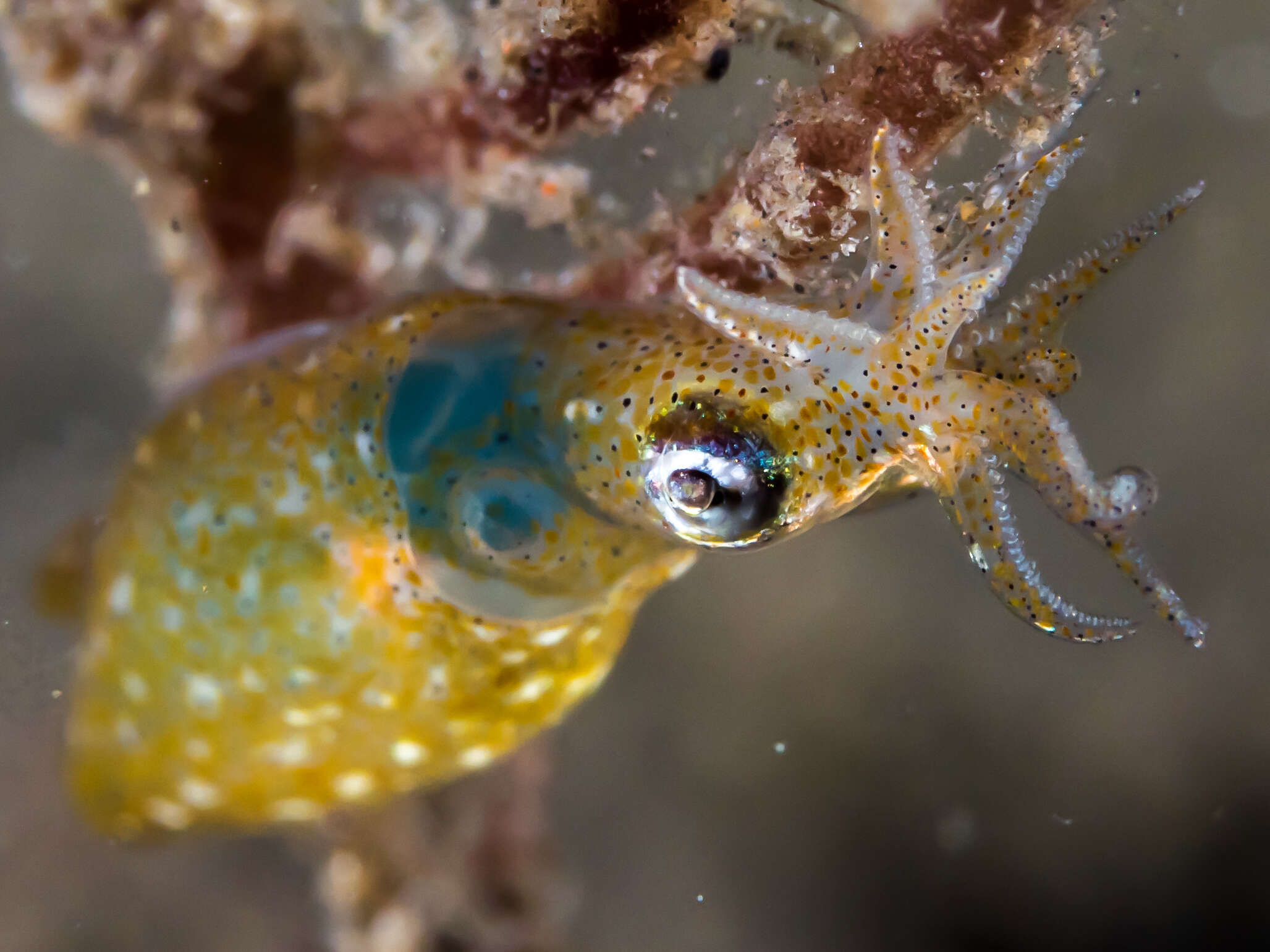 Image of Two-toned Pygmy Squid