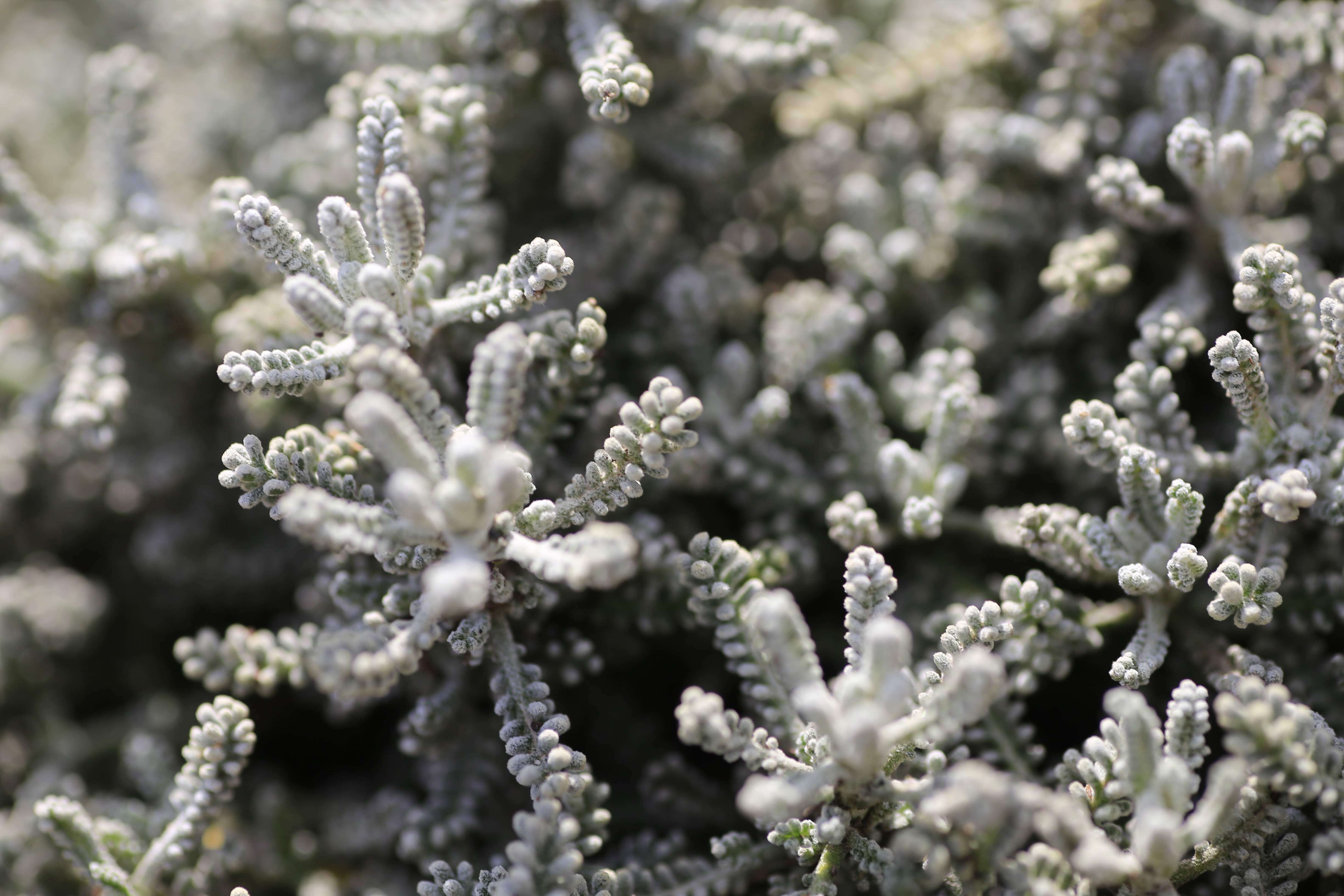 Image of lavender cotton