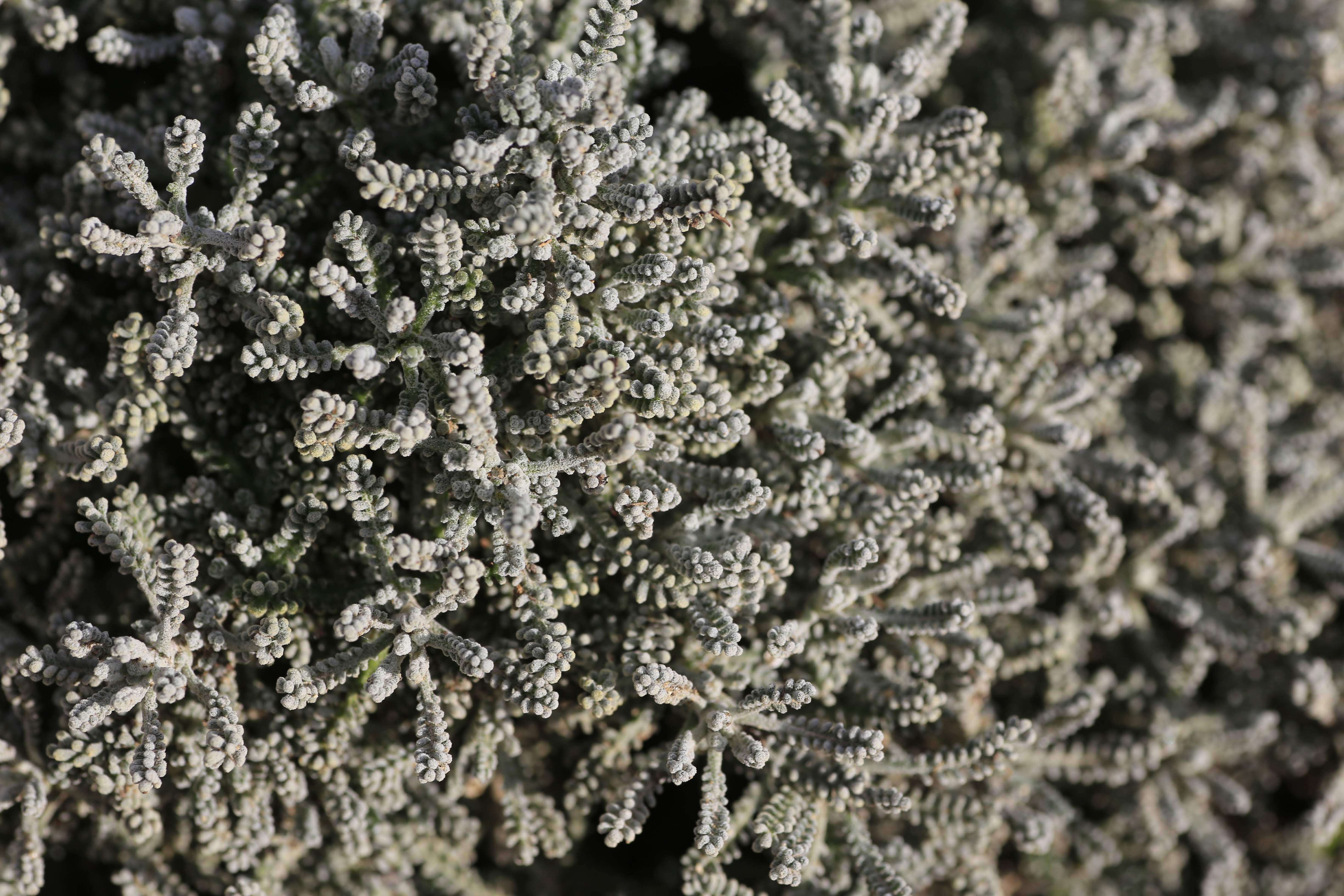 Image of lavender cotton