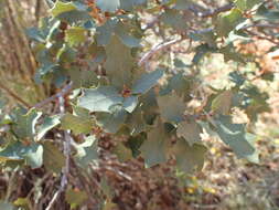 Image of Desert Scrub Oak