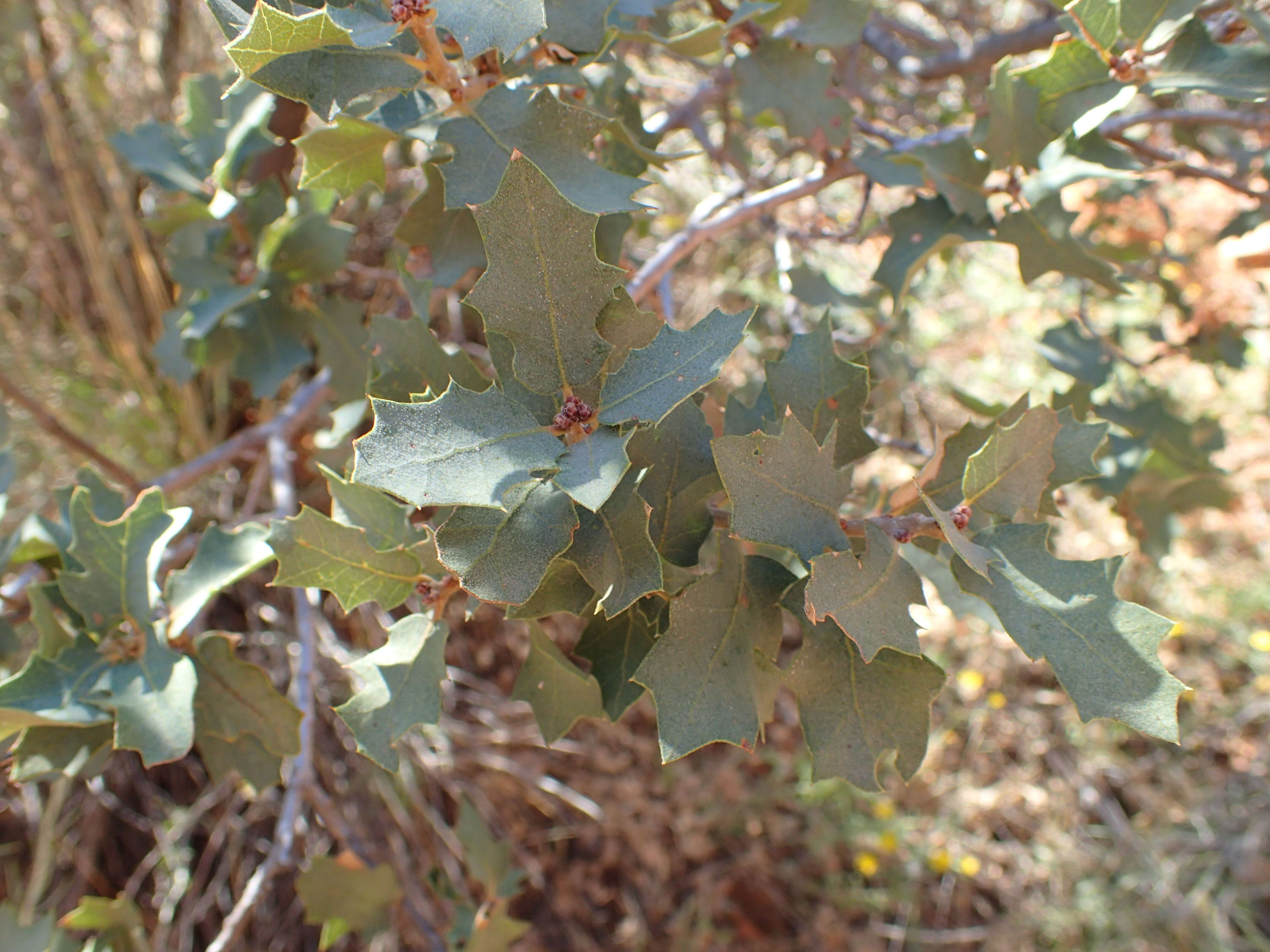 Image of Desert Scrub Oak