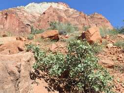 Image of Desert Scrub Oak