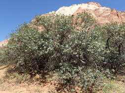 Image of Desert Scrub Oak