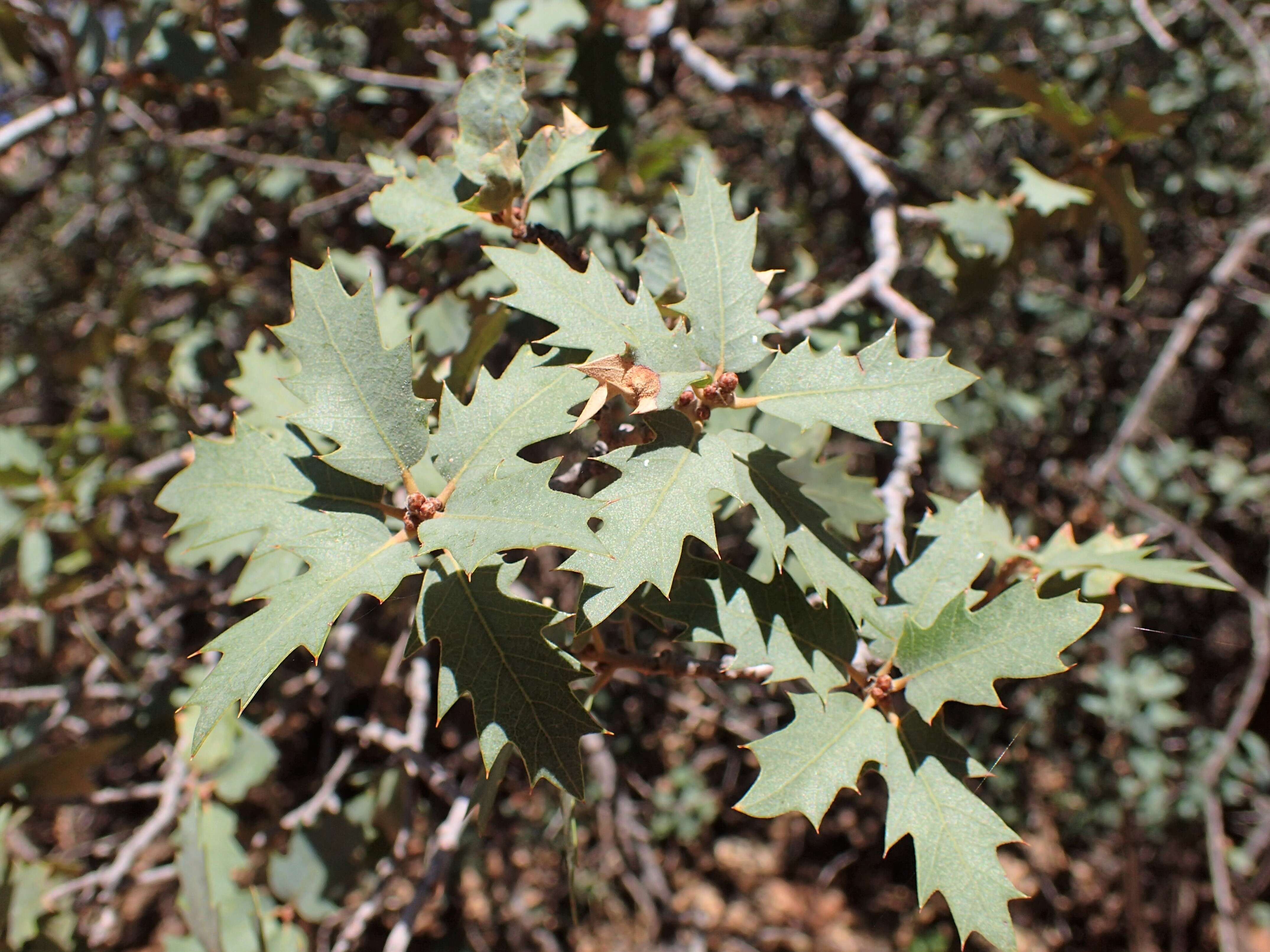 Image of Desert Scrub Oak