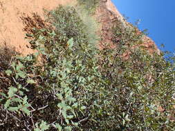 Image of Desert Scrub Oak