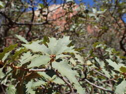 Image of Desert Scrub Oak