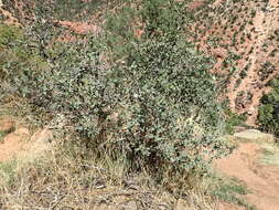 Image of Desert Scrub Oak