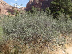 Image of Desert Scrub Oak