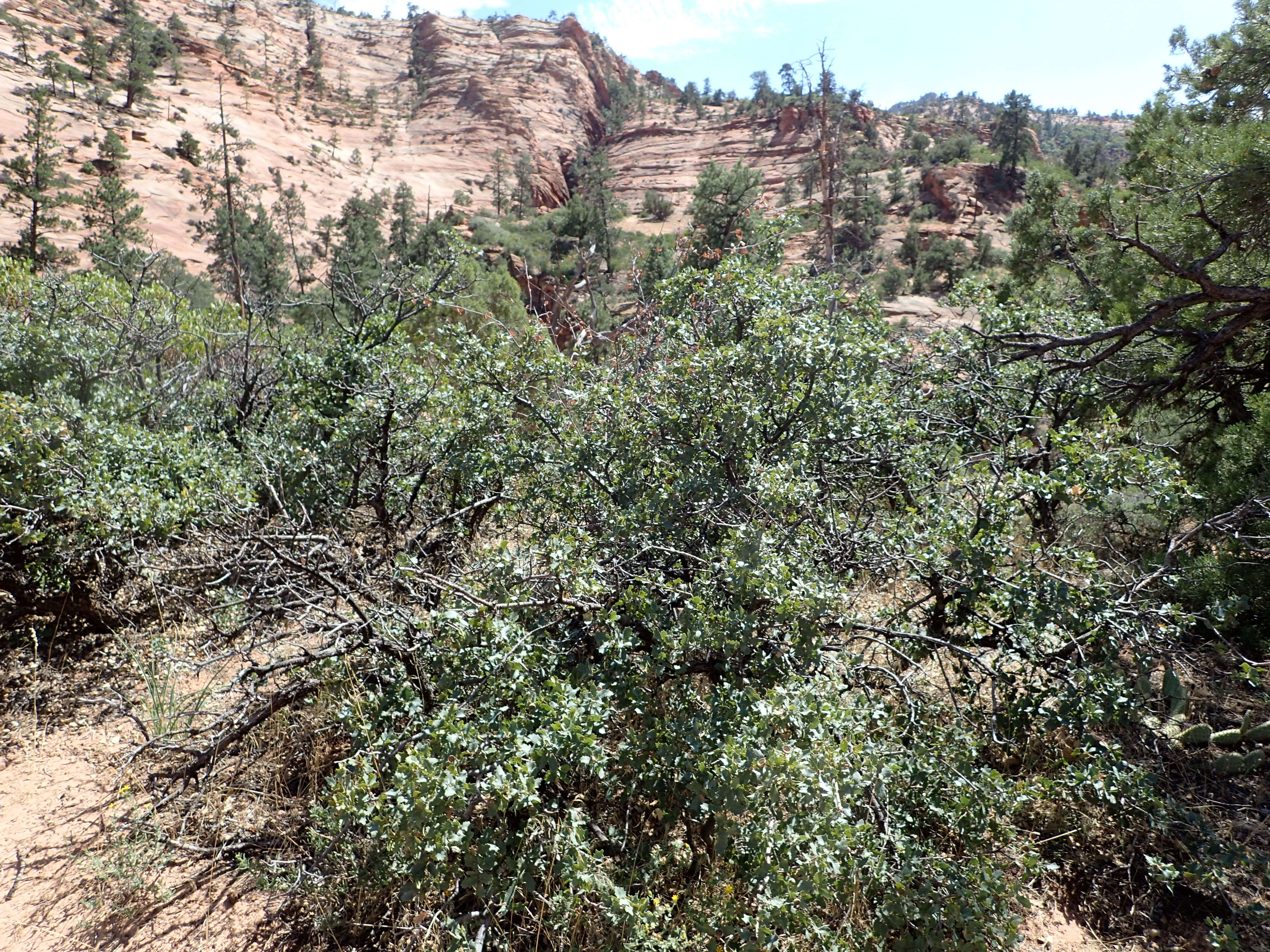 Image of Desert Scrub Oak