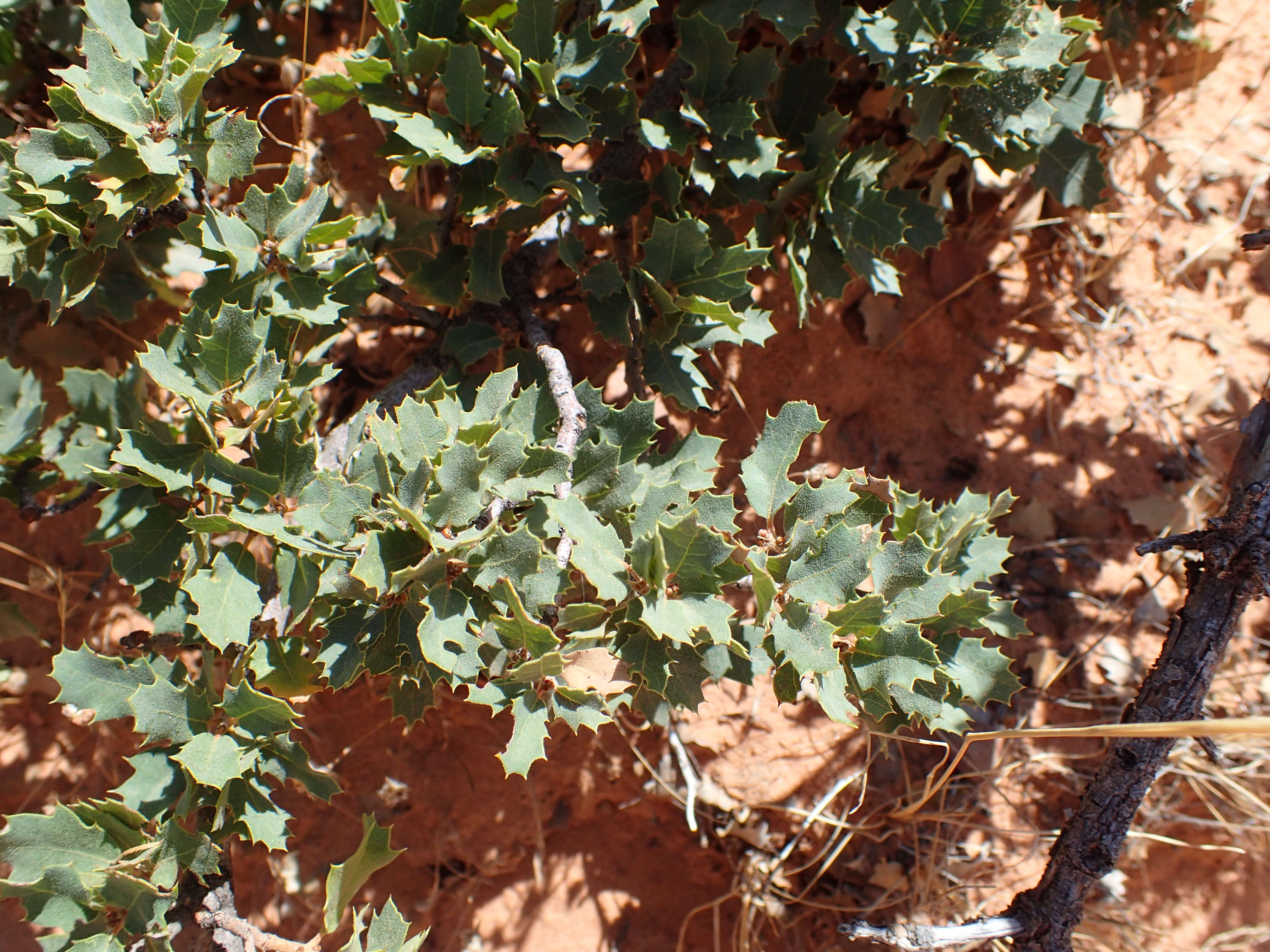 Image of Desert Scrub Oak