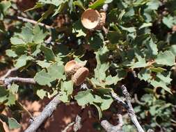 Image of Desert Scrub Oak