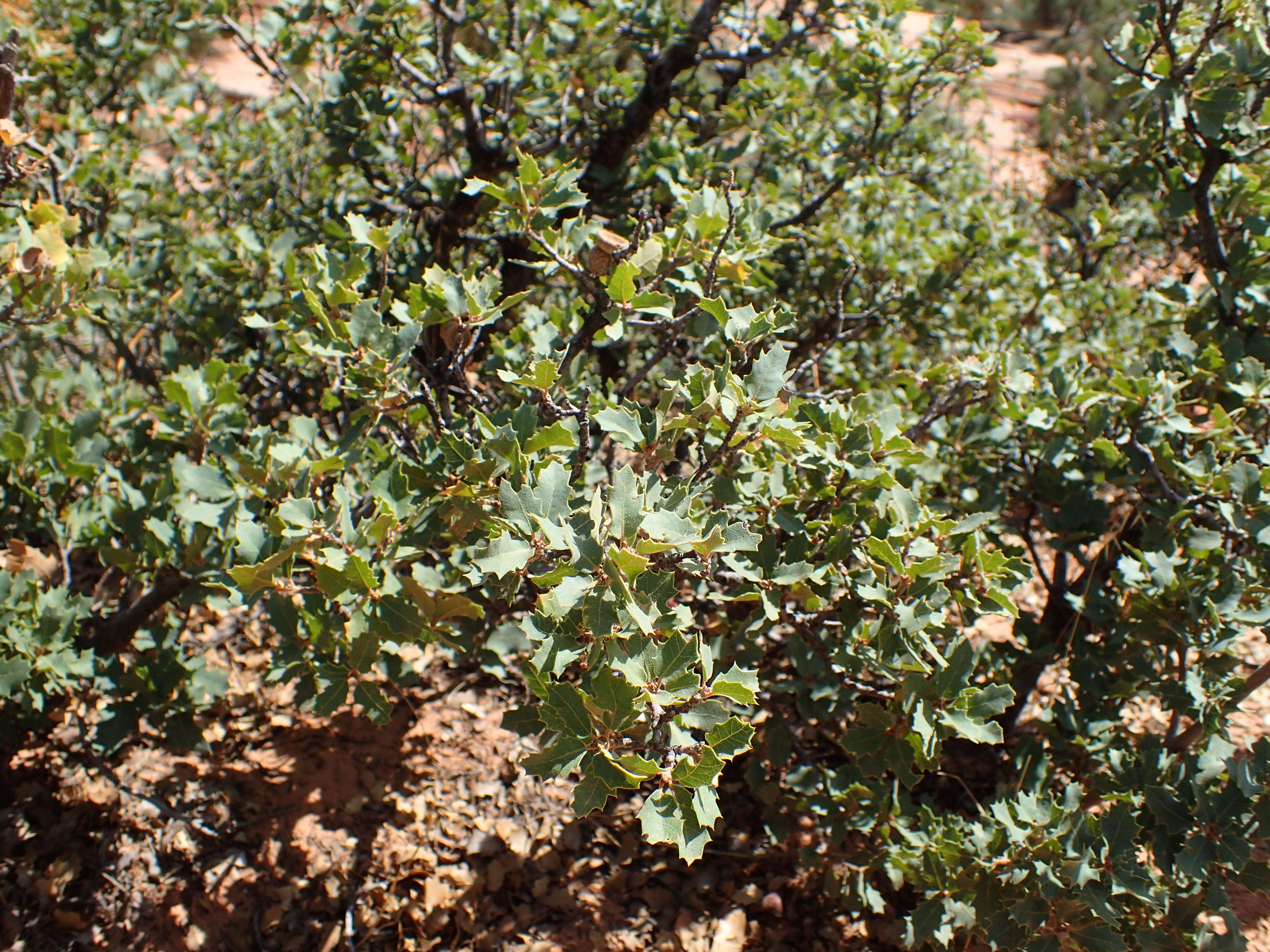 Image of Desert Scrub Oak