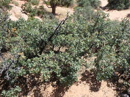 Image of Desert Scrub Oak