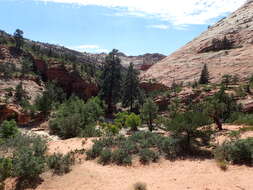 Image of Desert Scrub Oak