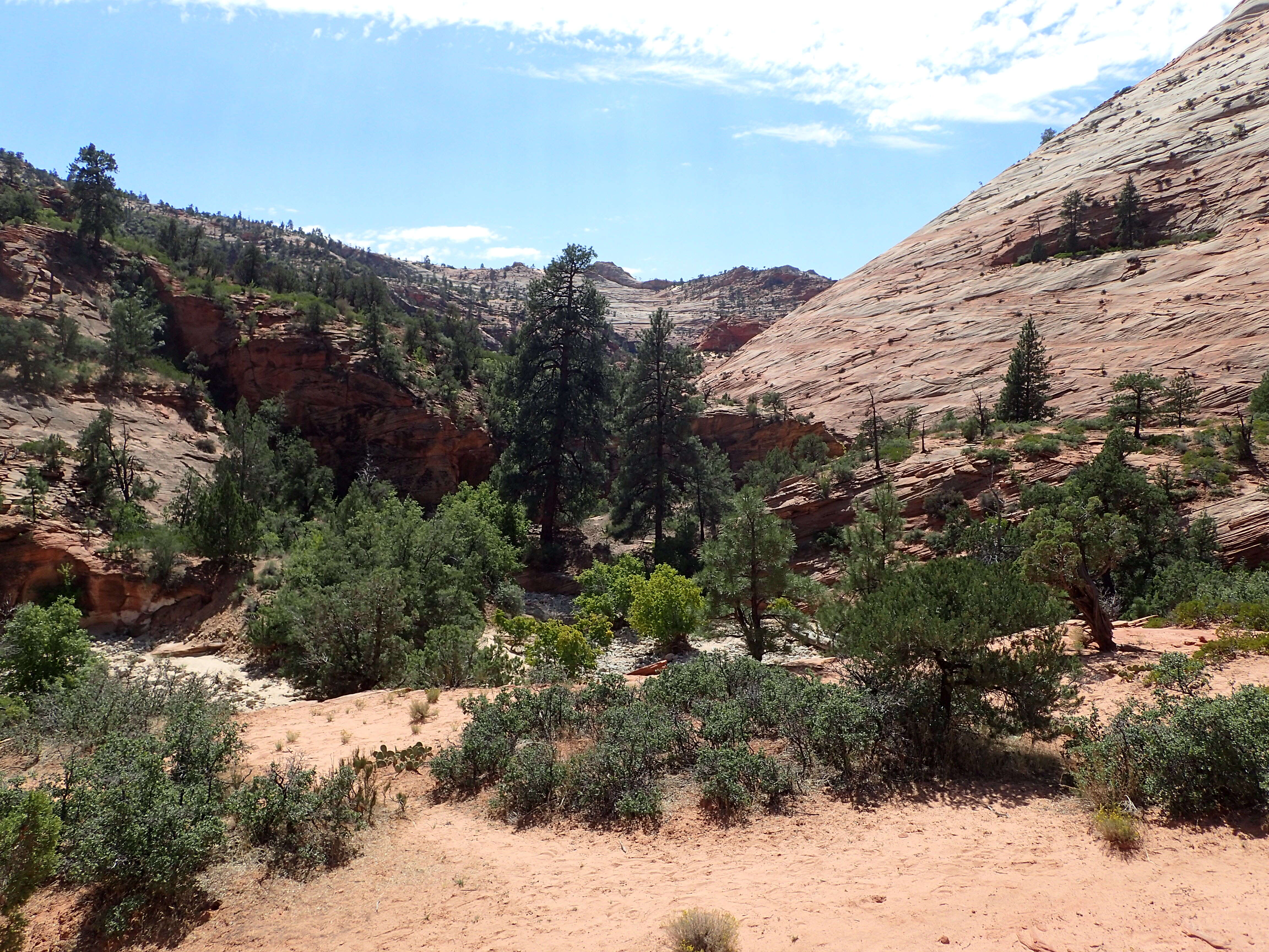 Image of Desert Scrub Oak