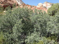 Image of Desert Scrub Oak