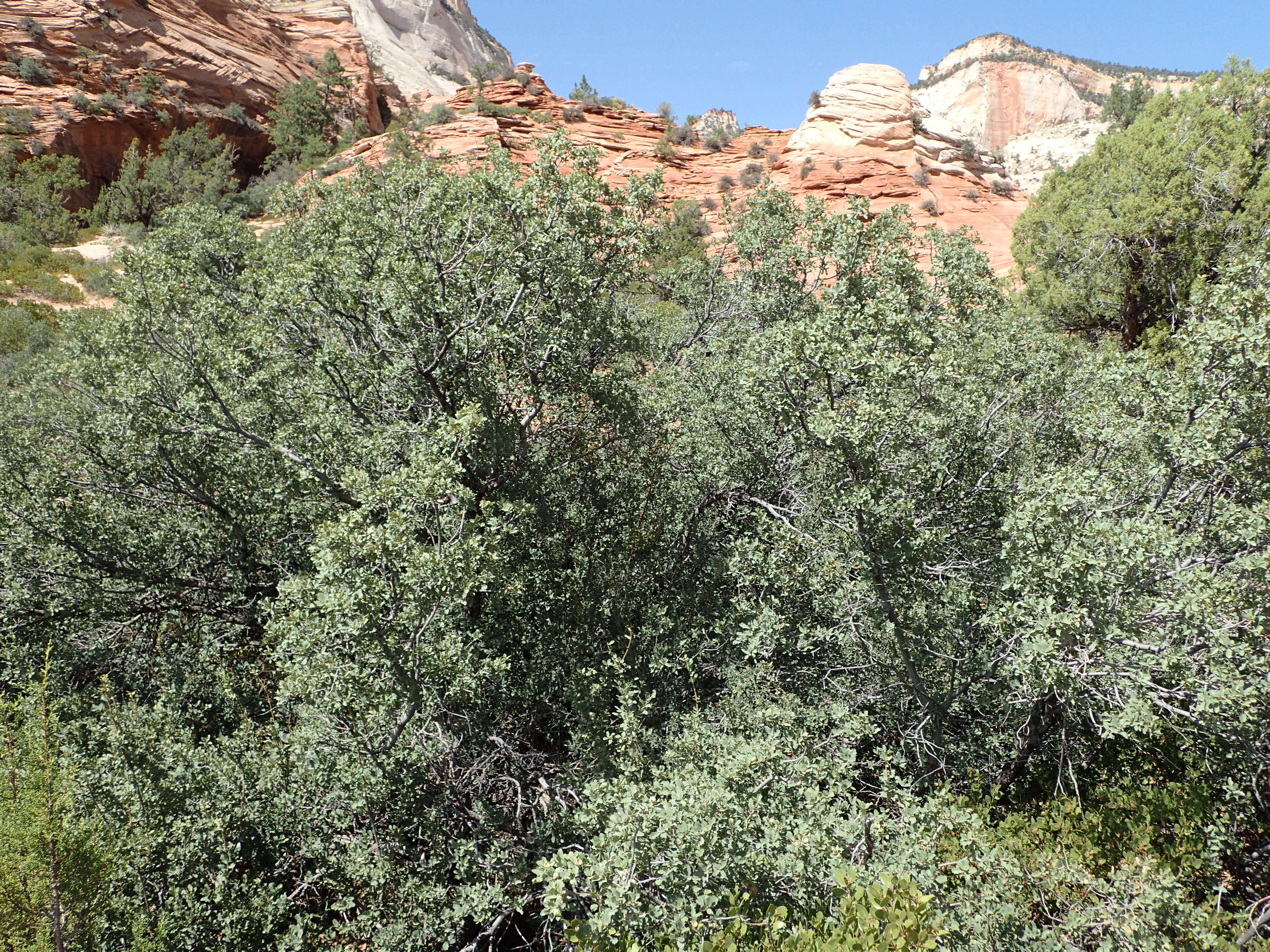 Image of Desert Scrub Oak