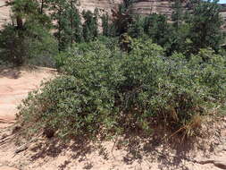 Image of Desert Scrub Oak