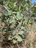 Image of Desert Scrub Oak