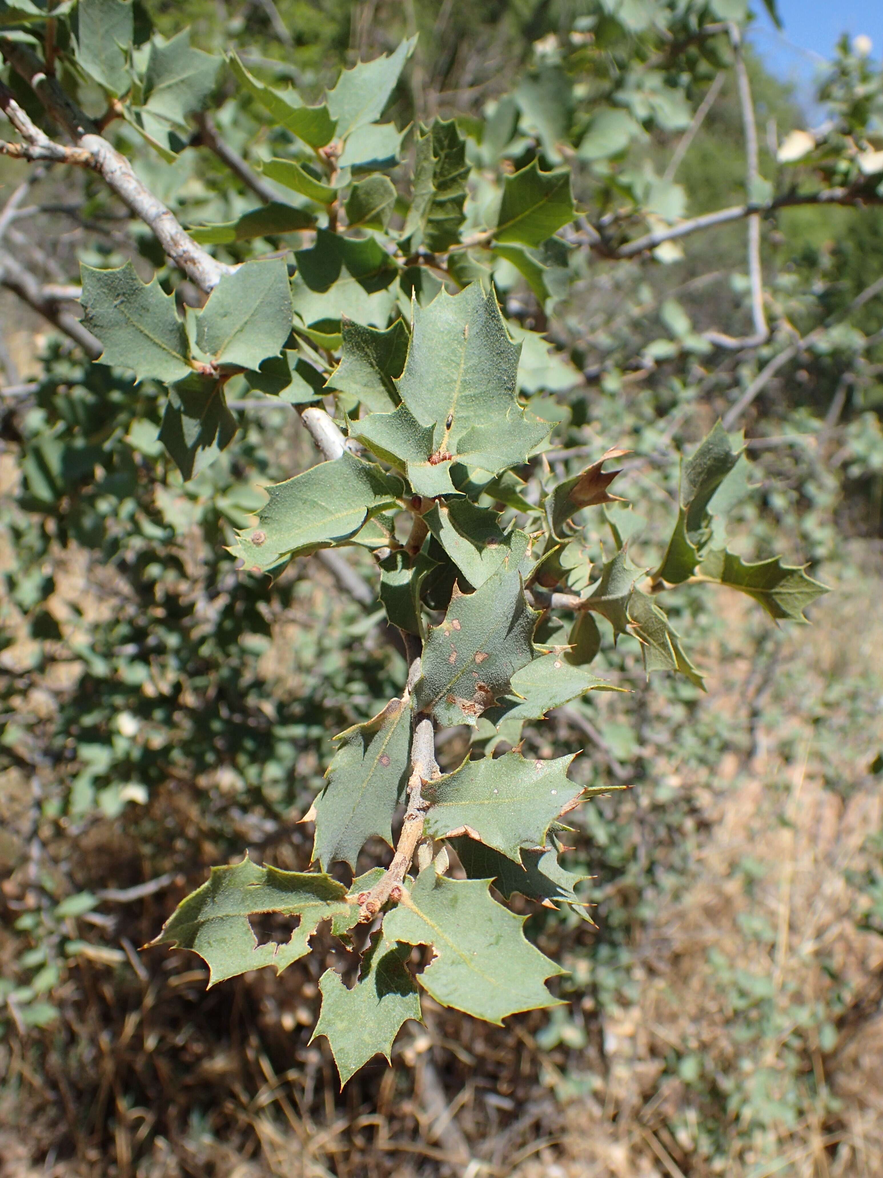 Image of Desert Scrub Oak