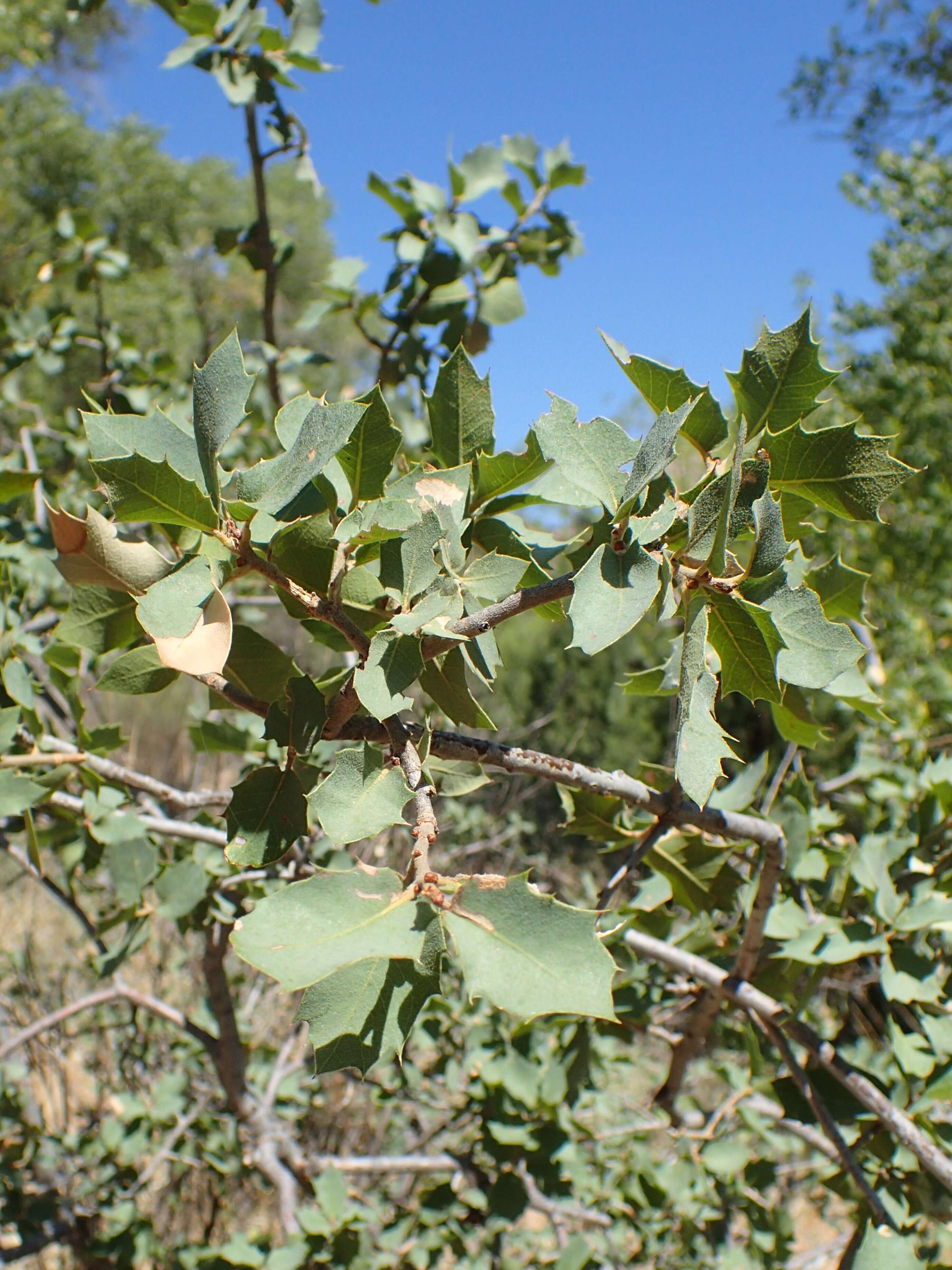 Image of Desert Scrub Oak