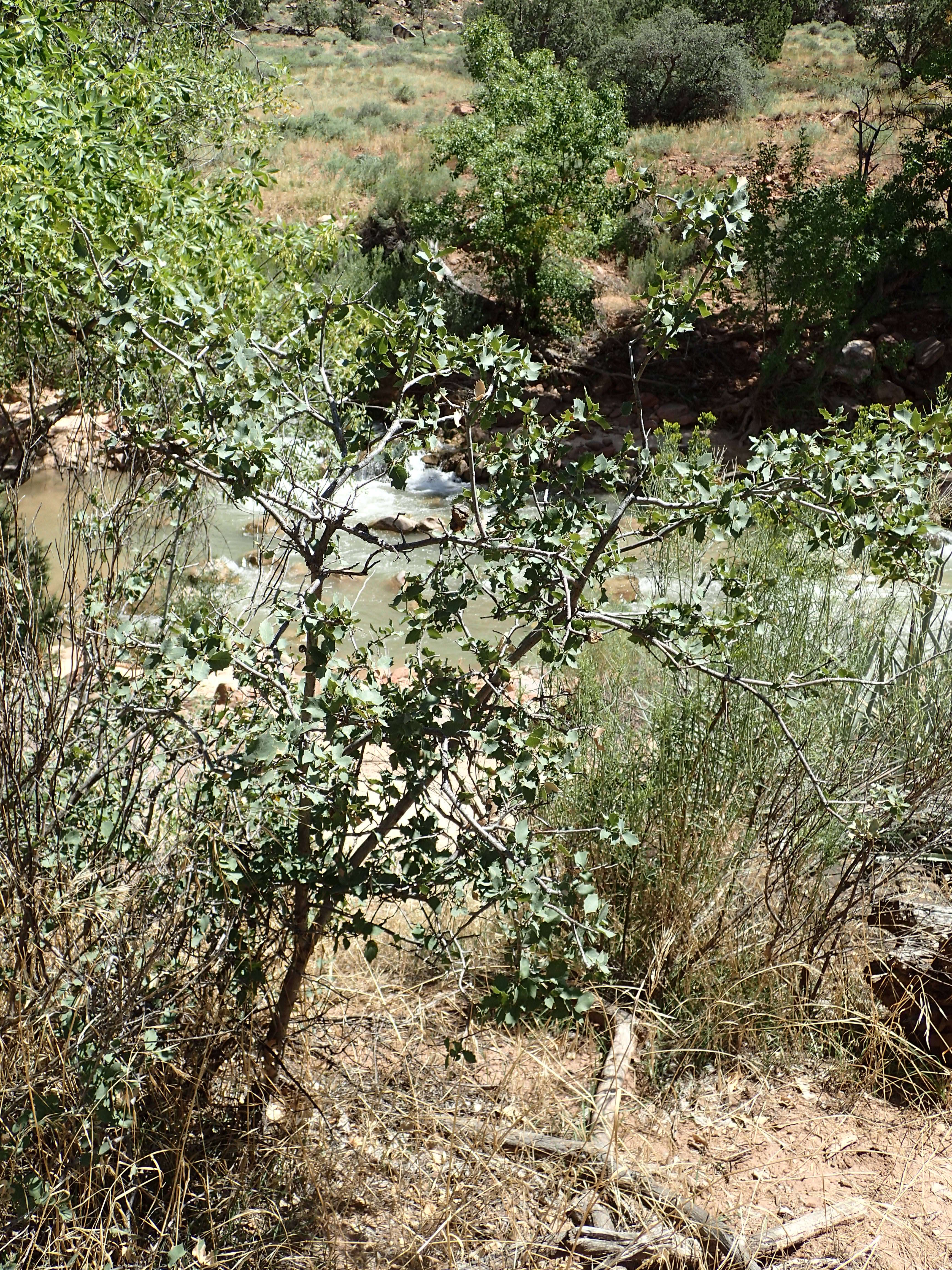 Image of Desert Scrub Oak