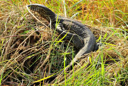 Image of Varanus niloticus