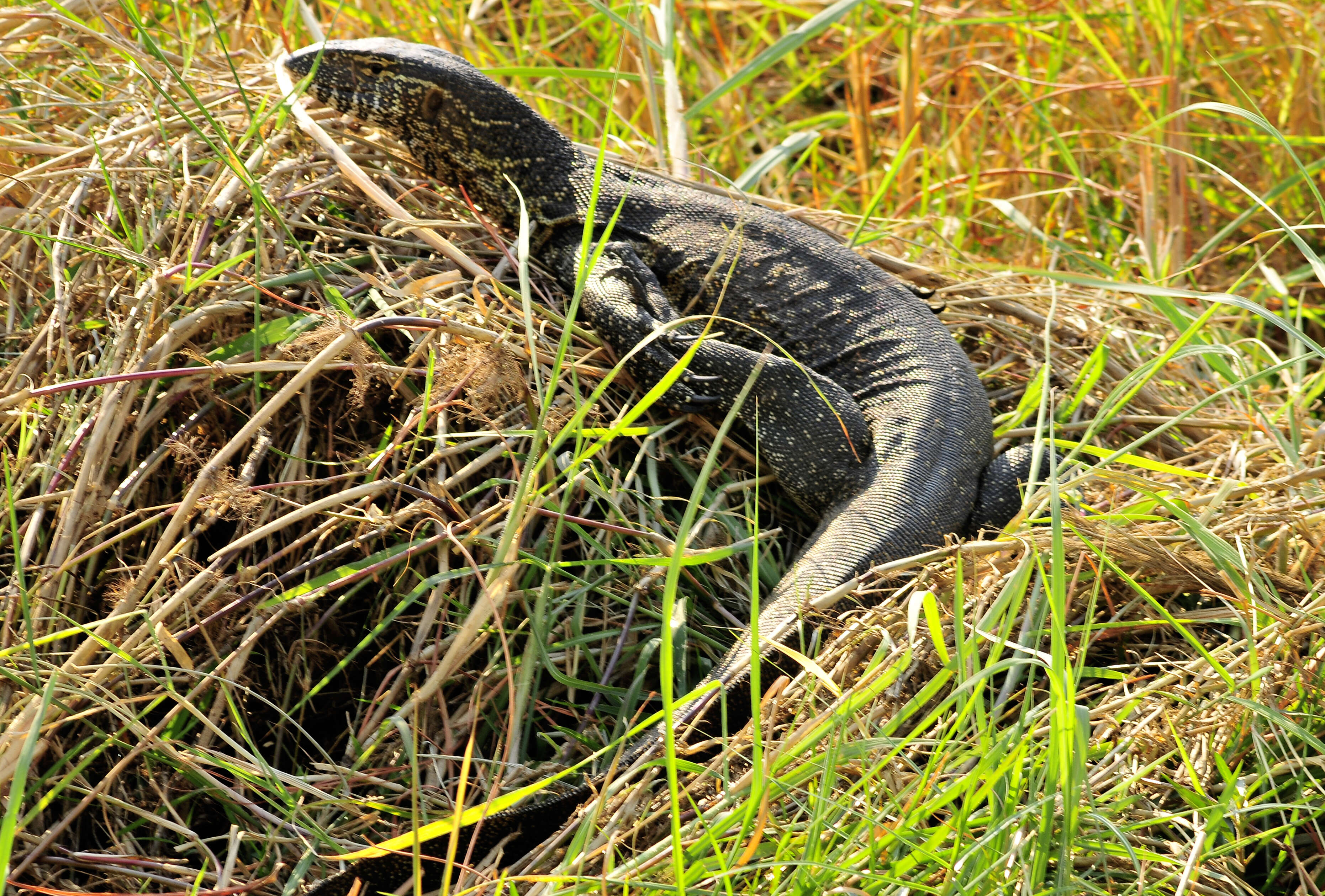 Image of Varanus niloticus