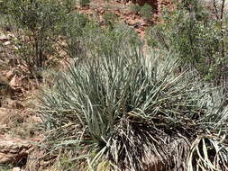 Yucca baccata Torr. resmi