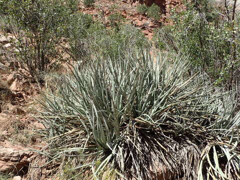 Yucca baccata Torr. resmi