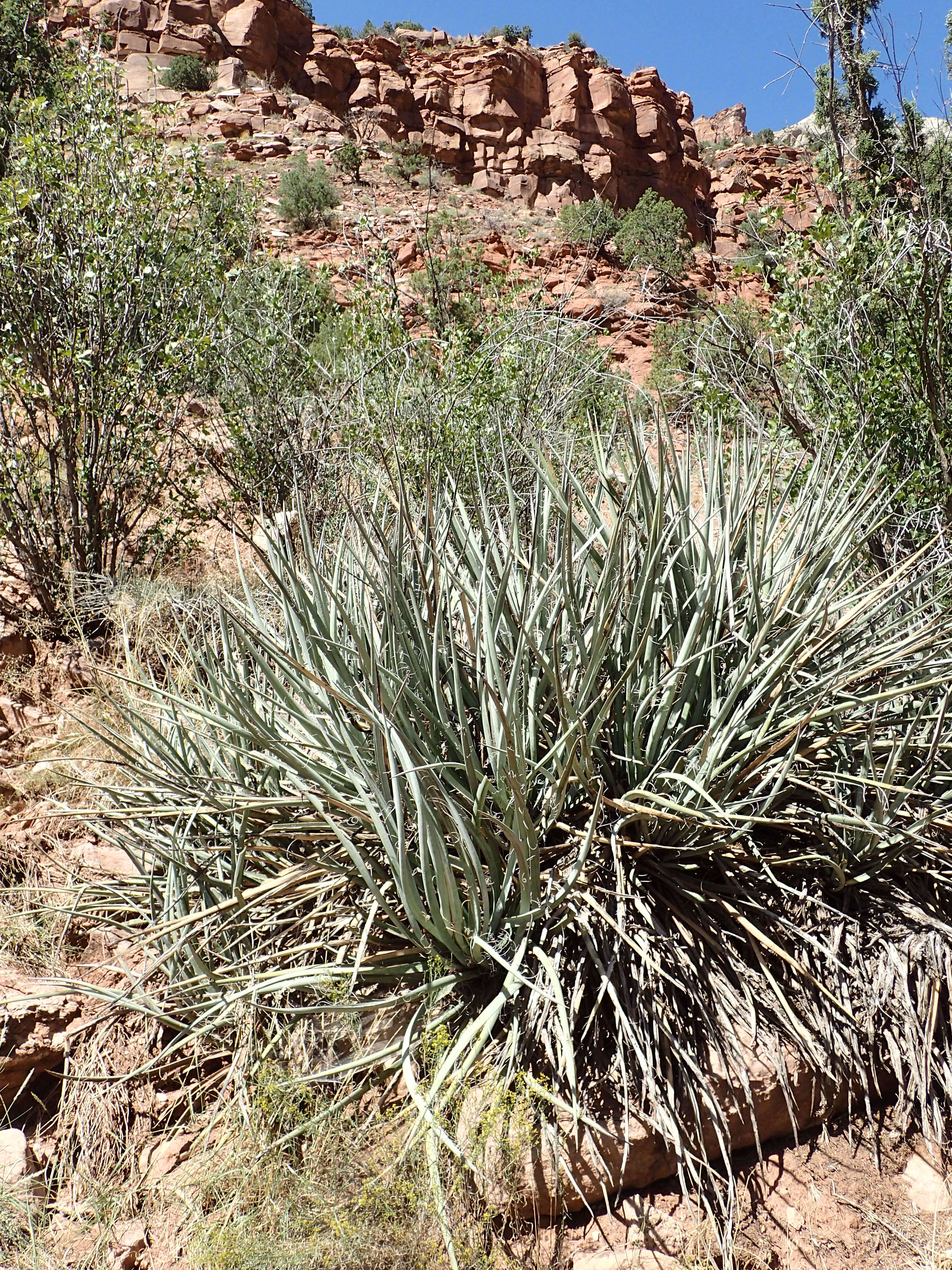 Yucca baccata Torr. resmi